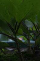 verde hojas en un árbol en el jardín, de cerca de foto, alpinismo planta, coccinia grandes, alpinismo planta foto