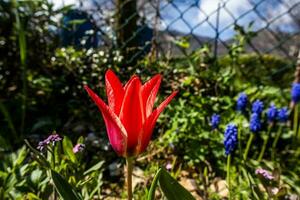 2023 04 10 Tretto Tulipa gesneriana 2 photo