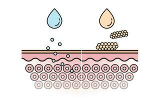 Comparison of the mechanism of nutrient absorption and not absorb skin layer with color and line vector isolated on white background. Skin care and beauty concept. Flat icon illustration.