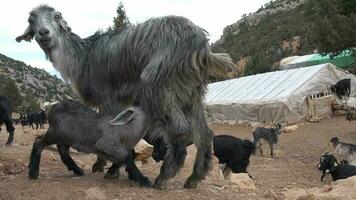 Cub Goat Kid Sucking His Mother video