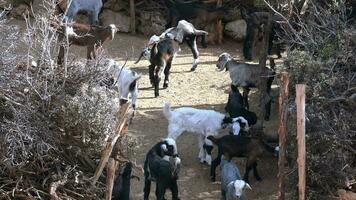 Traditional Poor Goat Corral Fold in Scrubland video