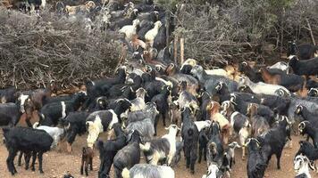 manada de cabras viniendo en mediante portón video