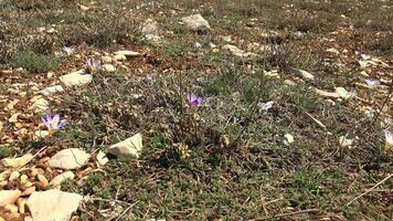 naturlig vild verklig krokus blomma video