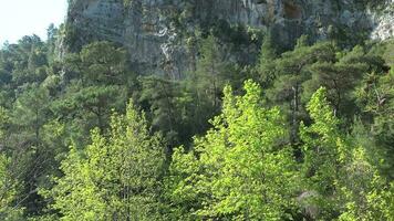 roccioso piatto montagna parete con scarso alberi video