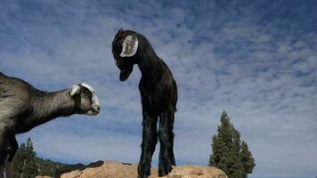 A Black Goat Yeanling Kid Standing Alone on Rock video