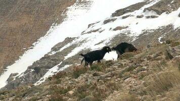 un' pochi nero capra pascolo su montagna pendenza nel inverno video