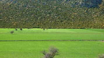 Pendiente de boscoso colina consistente de enano arboles a borde de verde campos video