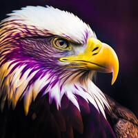 Close up of an eagle with purple and yellow feathers. photo