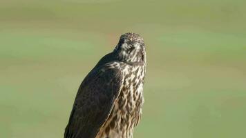 caçador predador falcão é raptor pássaro do presa dentro gênero falco video