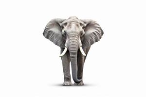 Elephant with tusks standing in front of white background and looking at the camera. photo