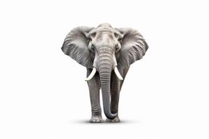 Elephant with tusks standing in front of white background and looking at the camera. Generative AI photo