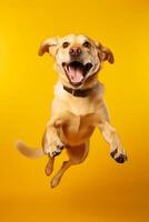 Dog jumping up in the air with its mouth open and tongue out. photo