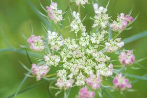 Small white-pink flowers on a green background. photo