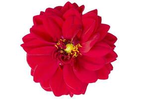 A beautiful red plant. Close-up zinnia flower on a white background. photo