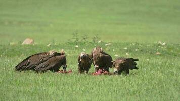 sauvage vautour troupeau en mangeant une mort animal carcasse video