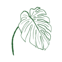 Tropical Leaves in doodle style. hand drawn line design elements. png