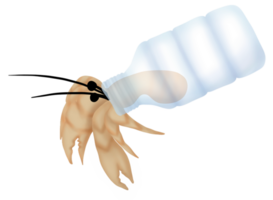 ermite Crabes, maison fabriqué de une Plastique bouteille métaphore de la pollution de le mers. png