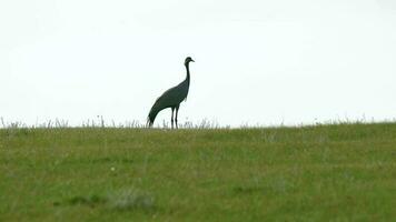 vero selvaggio gru uccelli a piedi nel naturale prato habitat video