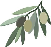 Olive branch with leaves isolated on white background. Vector illustration