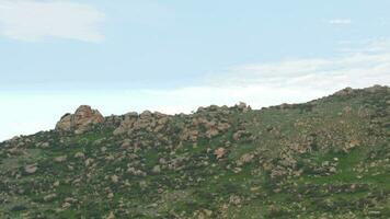 Herd of Wild Deer on Rocky Mountain Ridge video