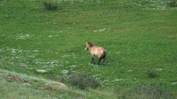 wild przewalski Pferde im natürlich Lebensraum im das Erdkunde von Mongolei video