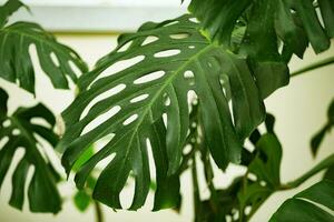 Tropical houseplant dieffenbachia with large green leaves. photo