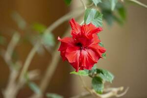 hermosa rojo chino Rosa en un beige antecedentes. foto