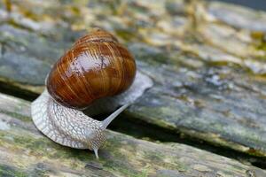 Beautiful grape snail close-up on a wooden background. photo