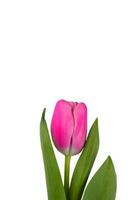 Pink tulip isolated on white background. photo