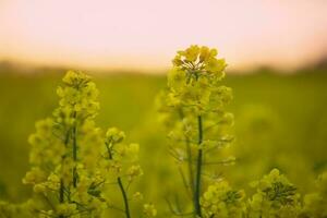 Bright yellow rapeseed grass against the sky. Natural background. photo
