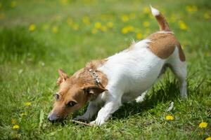 gracioso perro Jack Russell raza obras de teatro con un palo en el verano césped. hermosa perro en naturaleza. foto