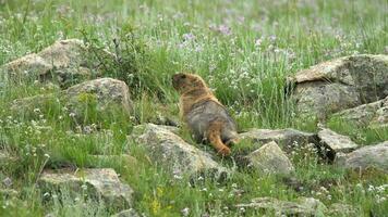 real selvagem marmota dentro uma Prado coberto com verde fresco Relva video