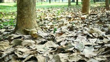 le foglie su il terra nel un' foresta video