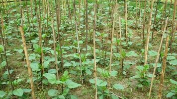 un campo de verde frijoles creciente en el suelo video