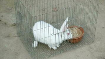 a white rabbit in a cage with a bowl video