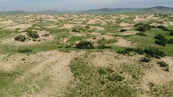 Desierto plantas en arena en semi Desierto dunas video