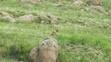 vero selvaggio marmotta nel un' prato coperto con verde fresco erba video