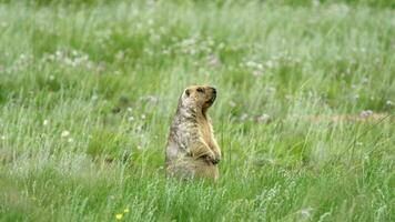 vero selvaggio marmotta nel un' prato coperto con verde fresco erba video