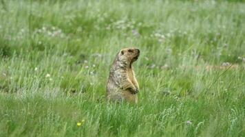 echt wild Murmeltier im ein Wiese bedeckt mit Grün frisch Gras video