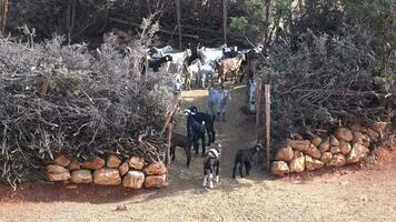 tradizionale povero capra recinto per bestiame piegare nel macchia video