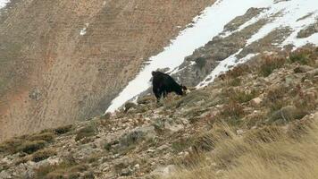 een zwart geit begrazing Aan berg helling in winter video