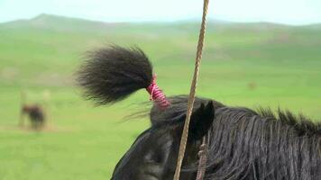 Tie a Horse Mane With a Rope video