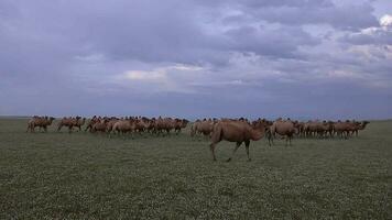 troupeau de sauvage chameau gratuit roaming librement dans steppe de Asie video