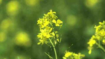 Yellow Blooming Canola Flower Field video