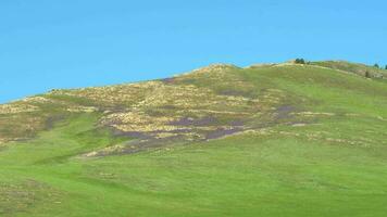 Prairie couvert avec violet fleurs sur sans arbres collines video