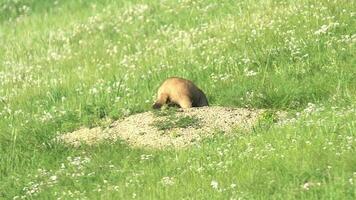 echt wild marmot in een weide gedekt met groen vers gras video