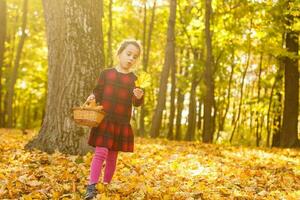 Little girl collects fallen autumn leaves. photo