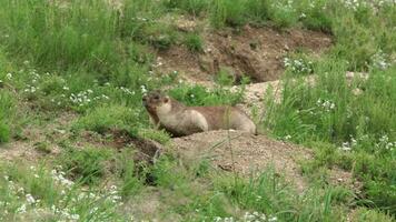 real salvaje marmota en un prado cubierto con verde Fresco césped video