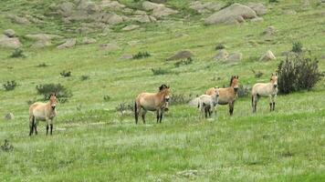 Wild Przewalski Horses in Natural Habitat in The Geography of Mongolia video