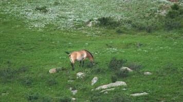 wild przewalski paarden in natuurlijk leefgebied in de aardrijkskunde van Mongolië video